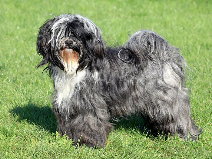 Tibetan Terrier 5