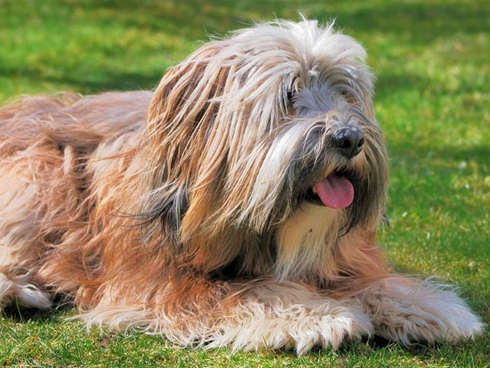 Tibetan Terrier 2