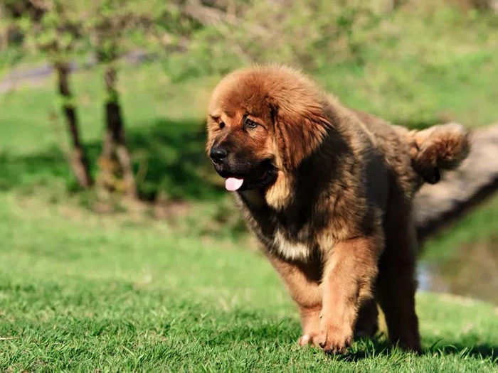 Tibet Mastiff 6
