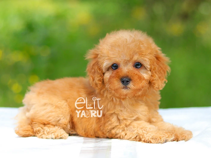 Poodle 8