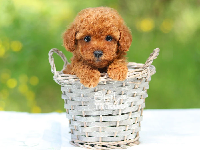 Poodle 3
