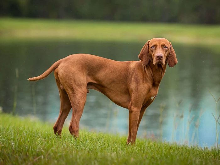 Vizsla 2