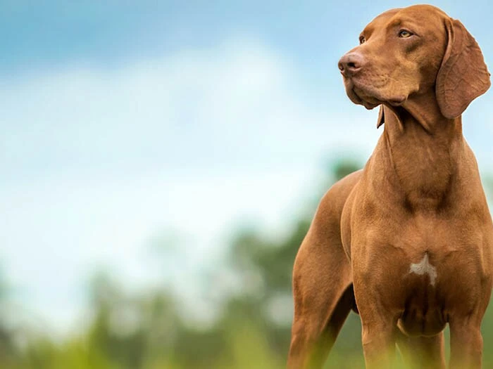 Vizsla 6