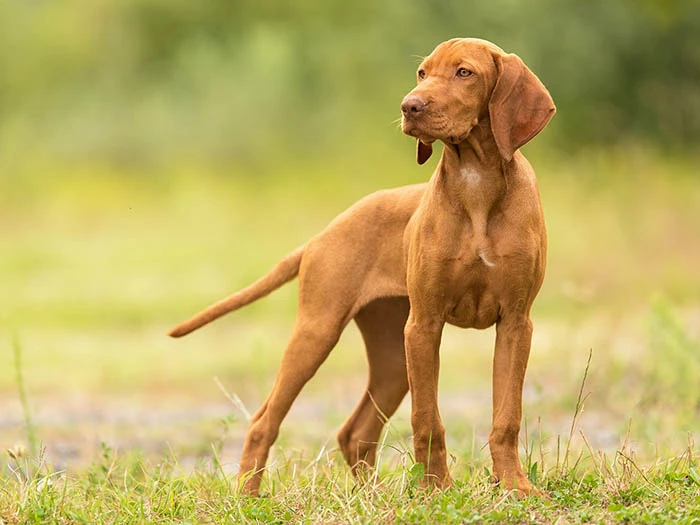 Vizsla 7