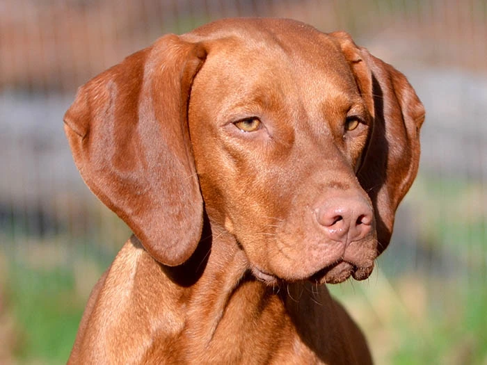 Vizsla 5