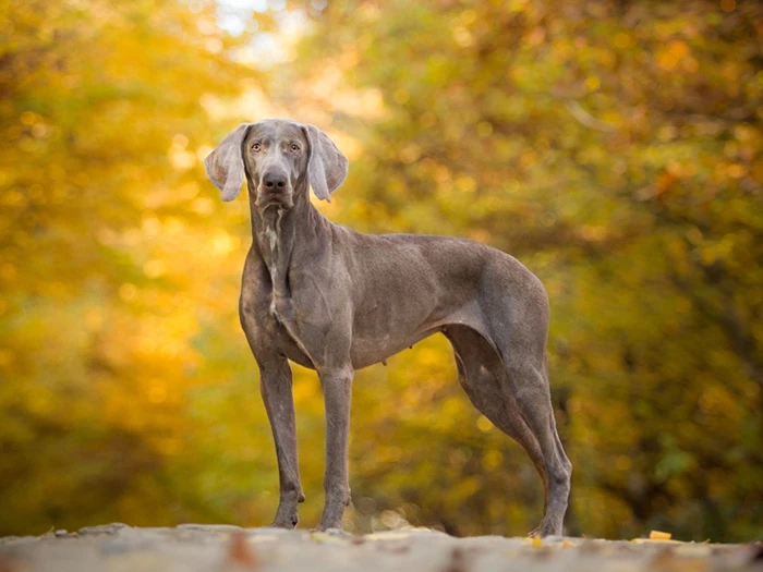 Weimaraner 2