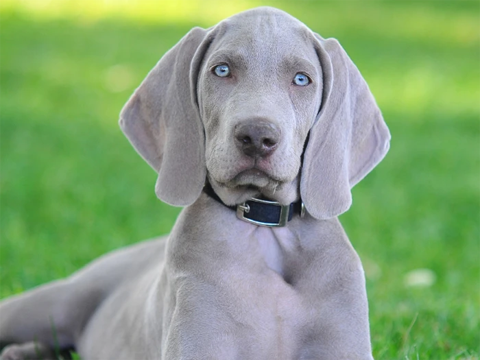 Weimaraner 5