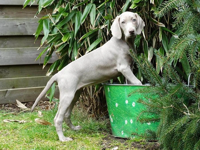 Weimaraner 6