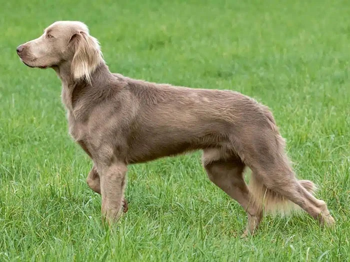 Weimaraner 4