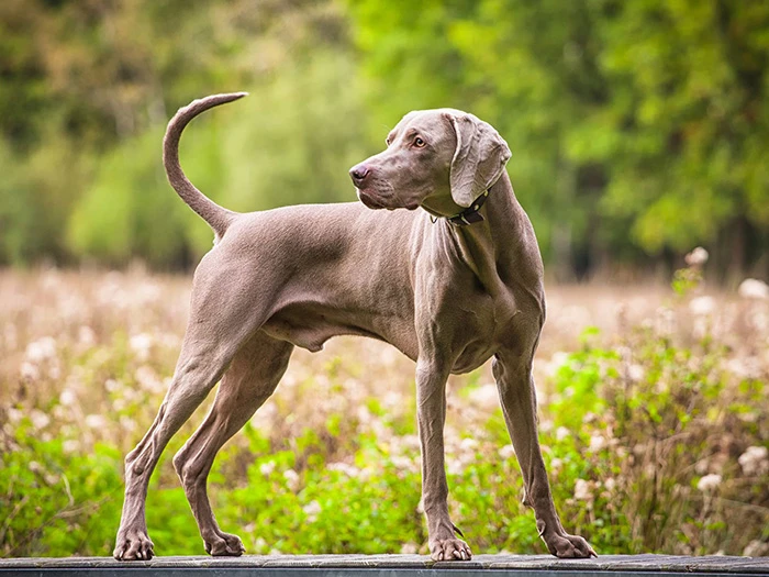 Weimaraner 3