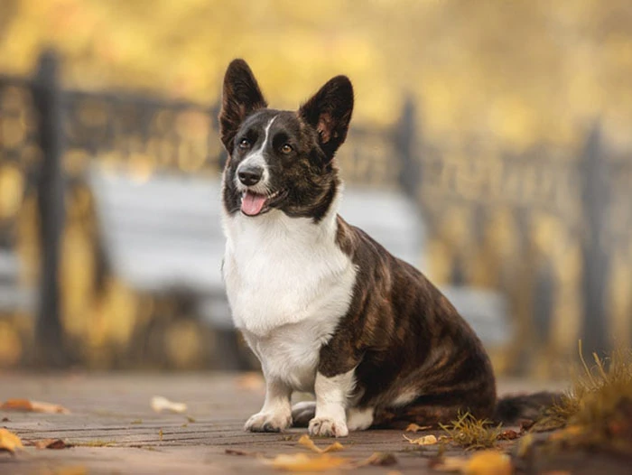 Cardigan Welsh Corgi 4
