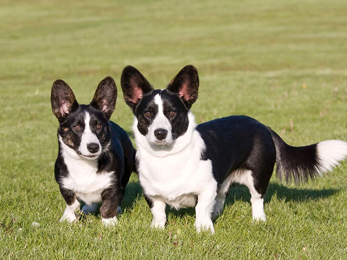 Cardigan Welsh Corgi 5