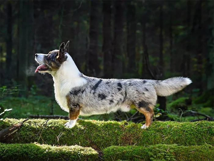 Cardigan Welsh Corgi 2