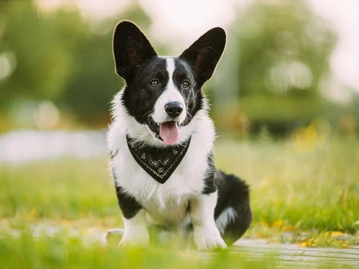 Cardigan Welsh Corgi 3