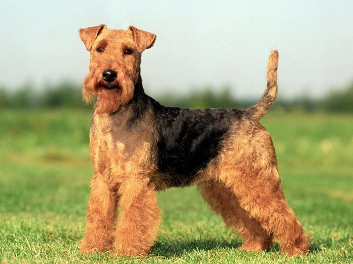 Welsh Terrier 2