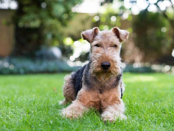 Welsh Terrier 5