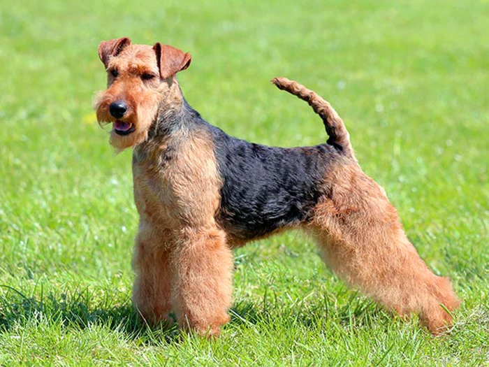 Welsh Terrier 3