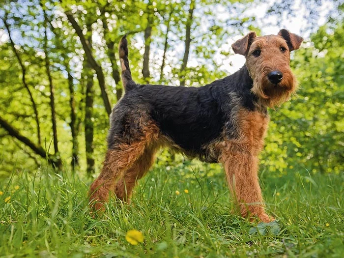 Welsh Terrier 4