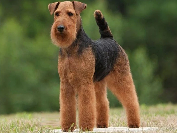 Welsh Terrier