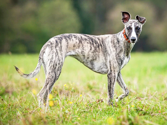 Whippet 3
