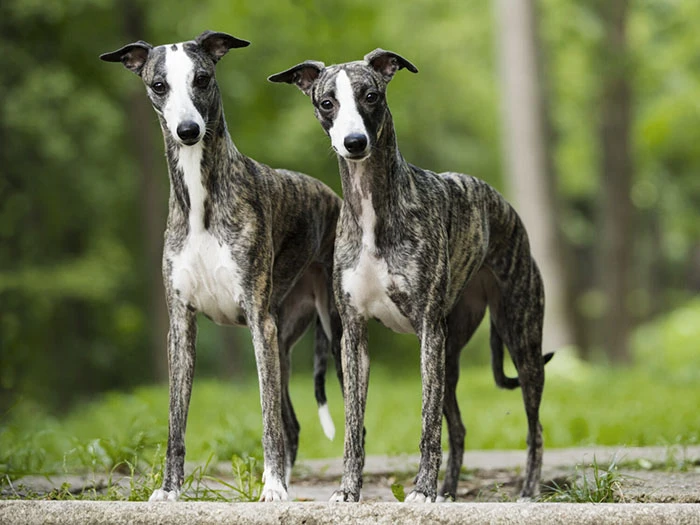 Whippet 4