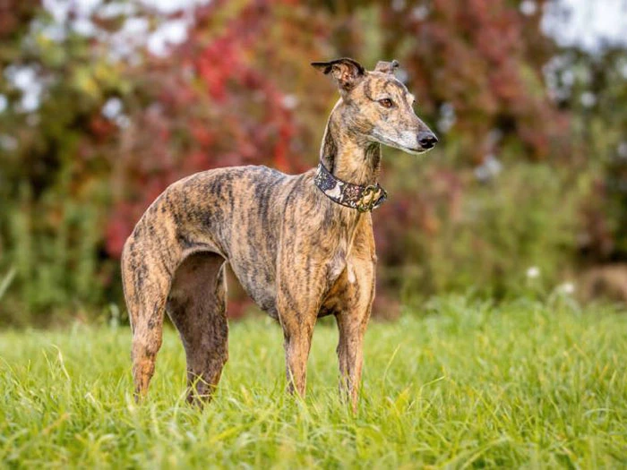 Whippet 5