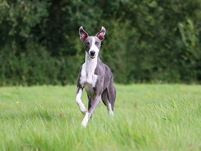 Whippet 2