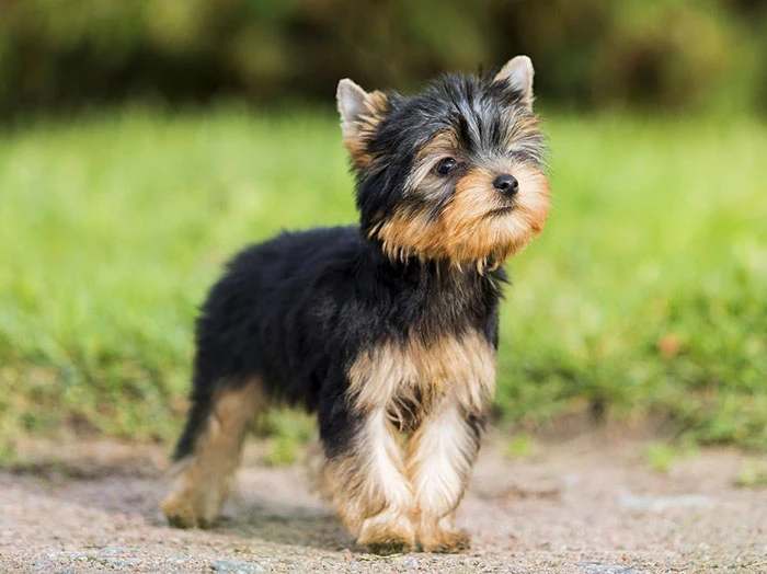 Yorkshire Terrier 3