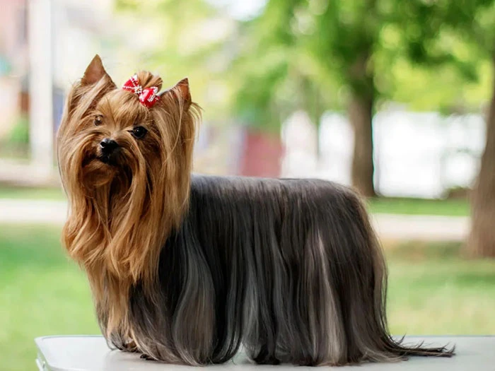 Yorkshire Terrier 4