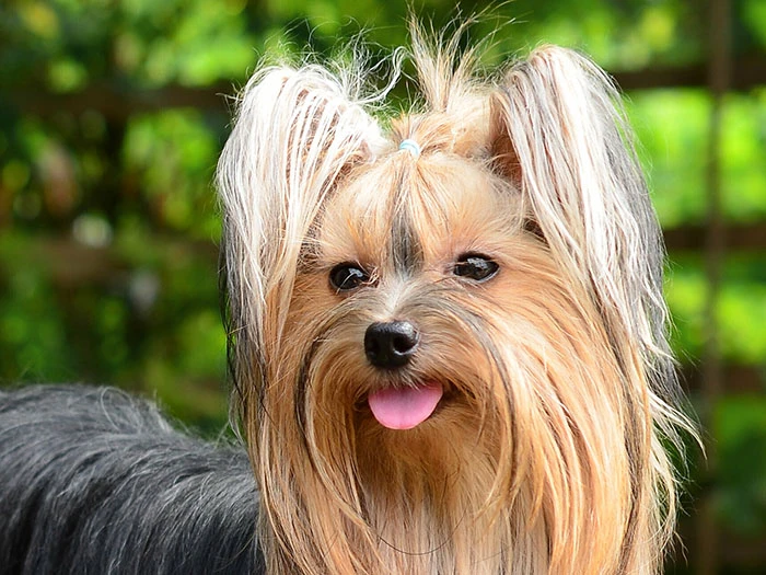 Yorkshire Terrier 5