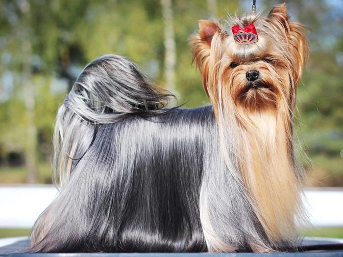 Yorkshire Terrier 2