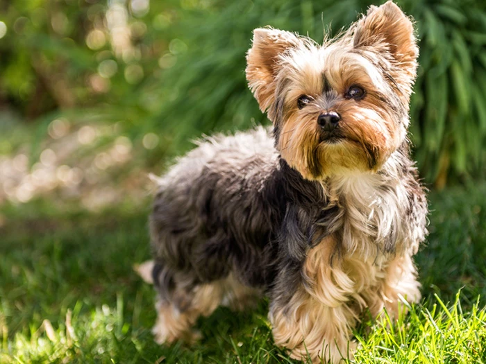 Yorkshire Terrier