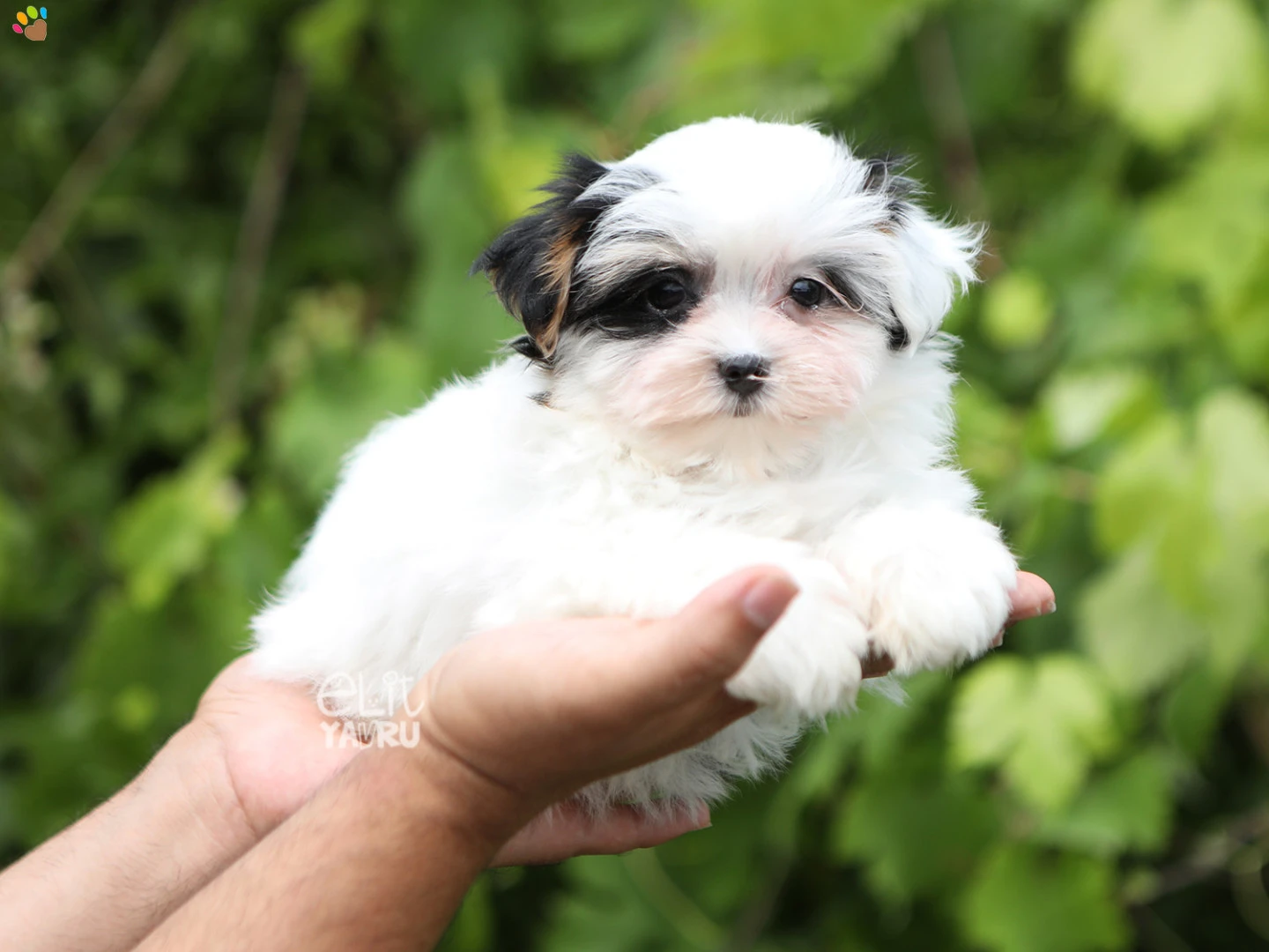  Coco