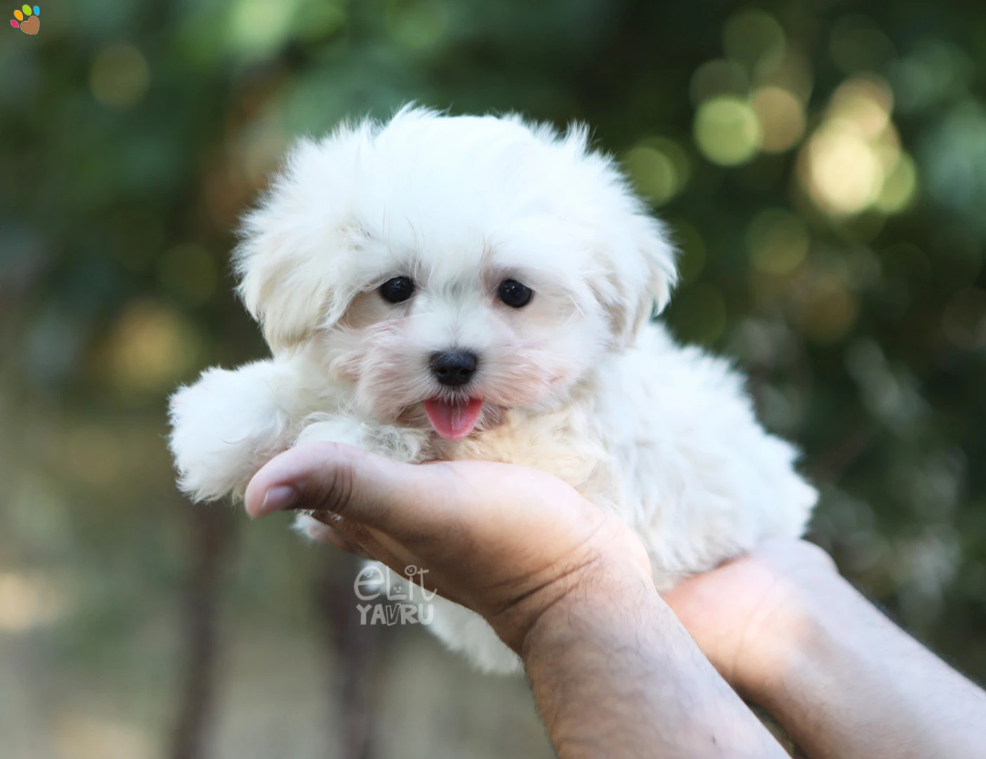 Morkie Izzy 1