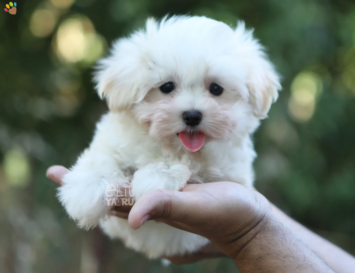 Morkie Izzy