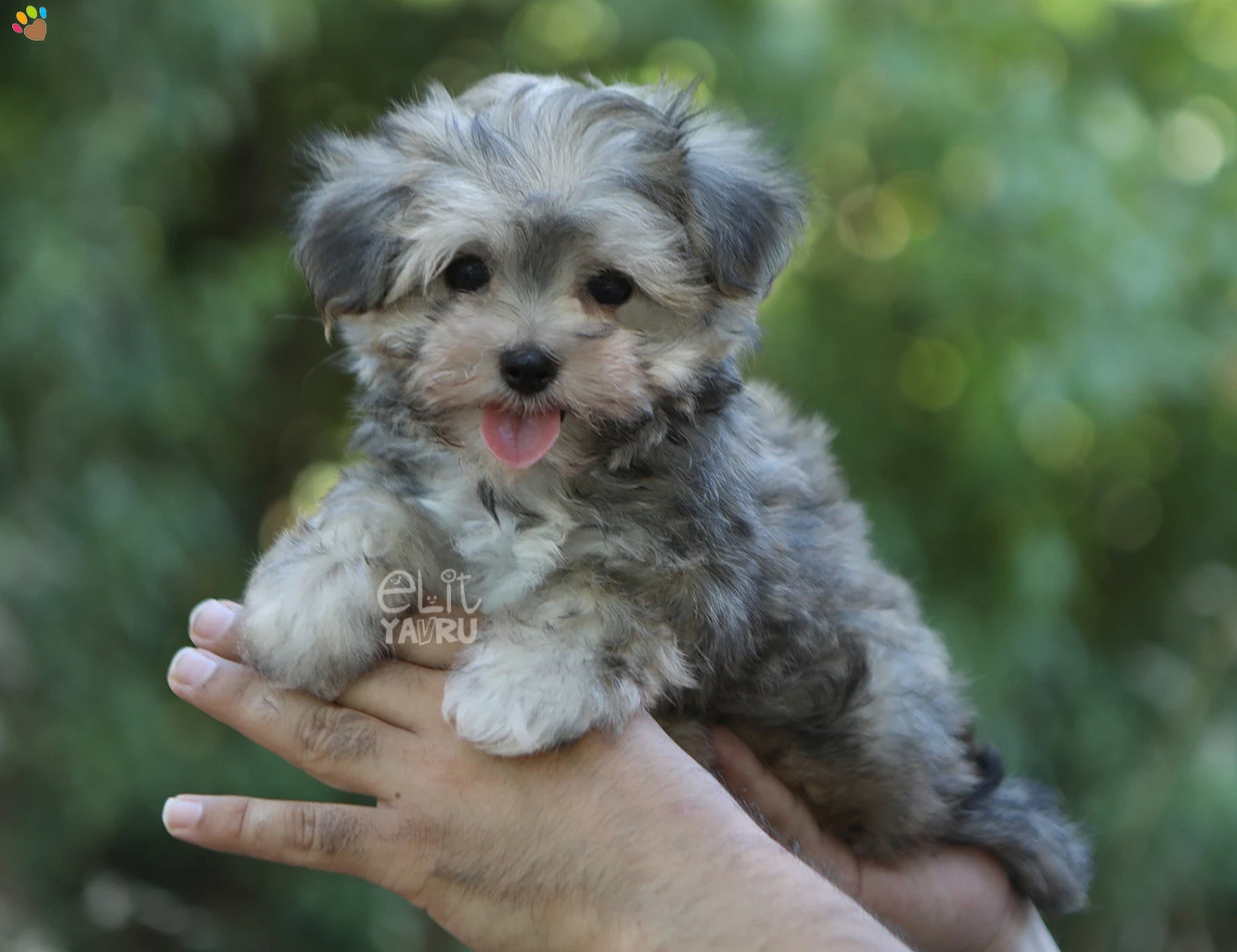 Morkie Monty