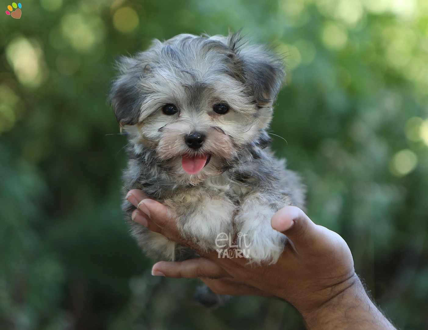 Morkie Monty 2