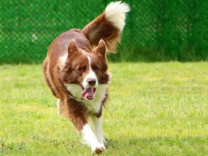 Köpeğiniz İçin Güvenli ve Konforlu Köpek Oteli Hizmeti