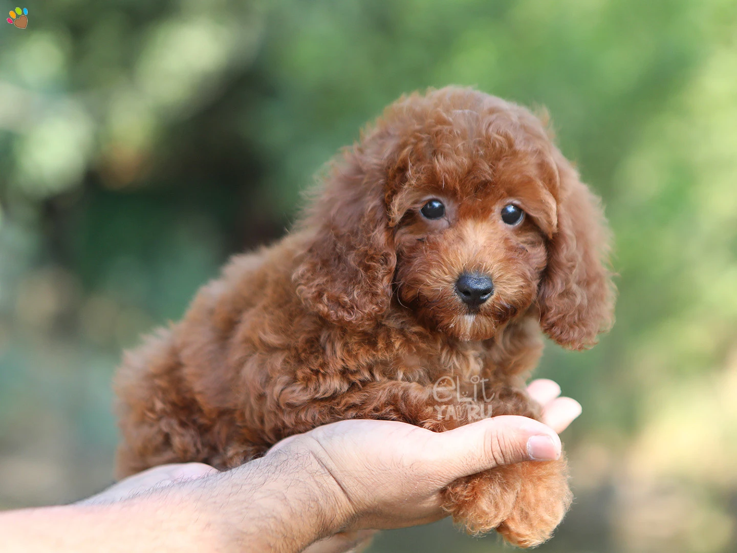 Poodle Nola 2