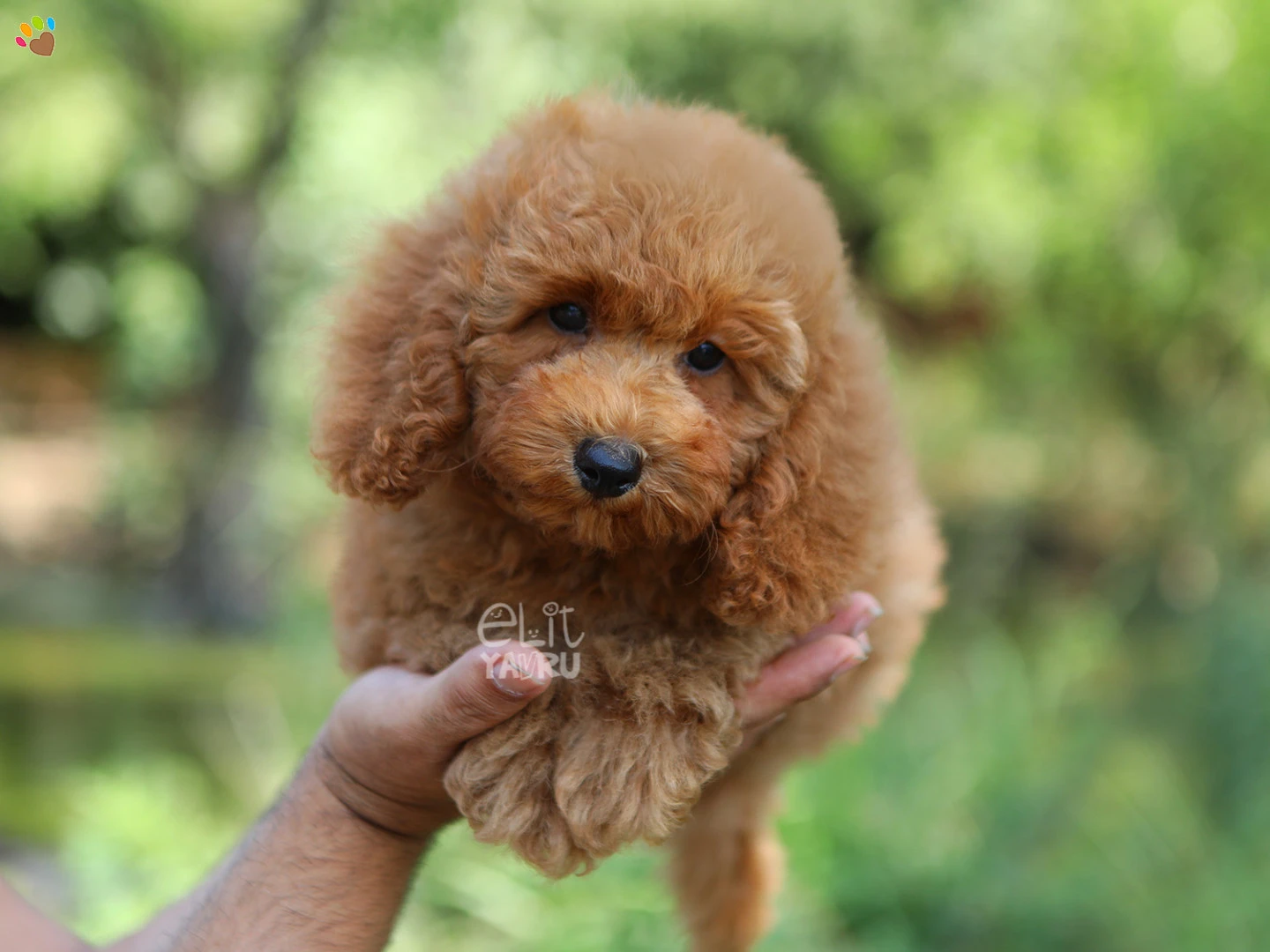 Poodle Rico 2