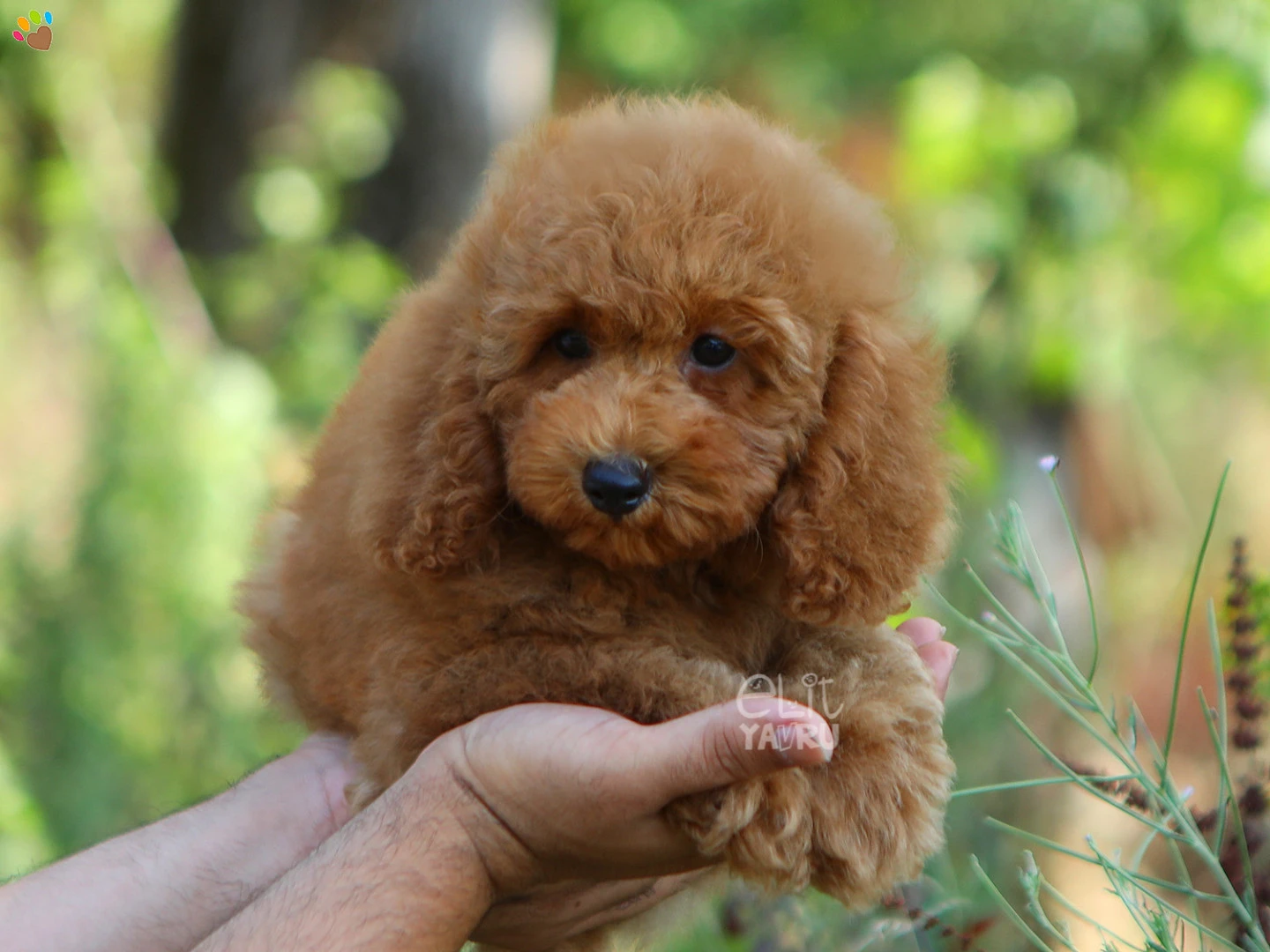 Poodle Rico 3