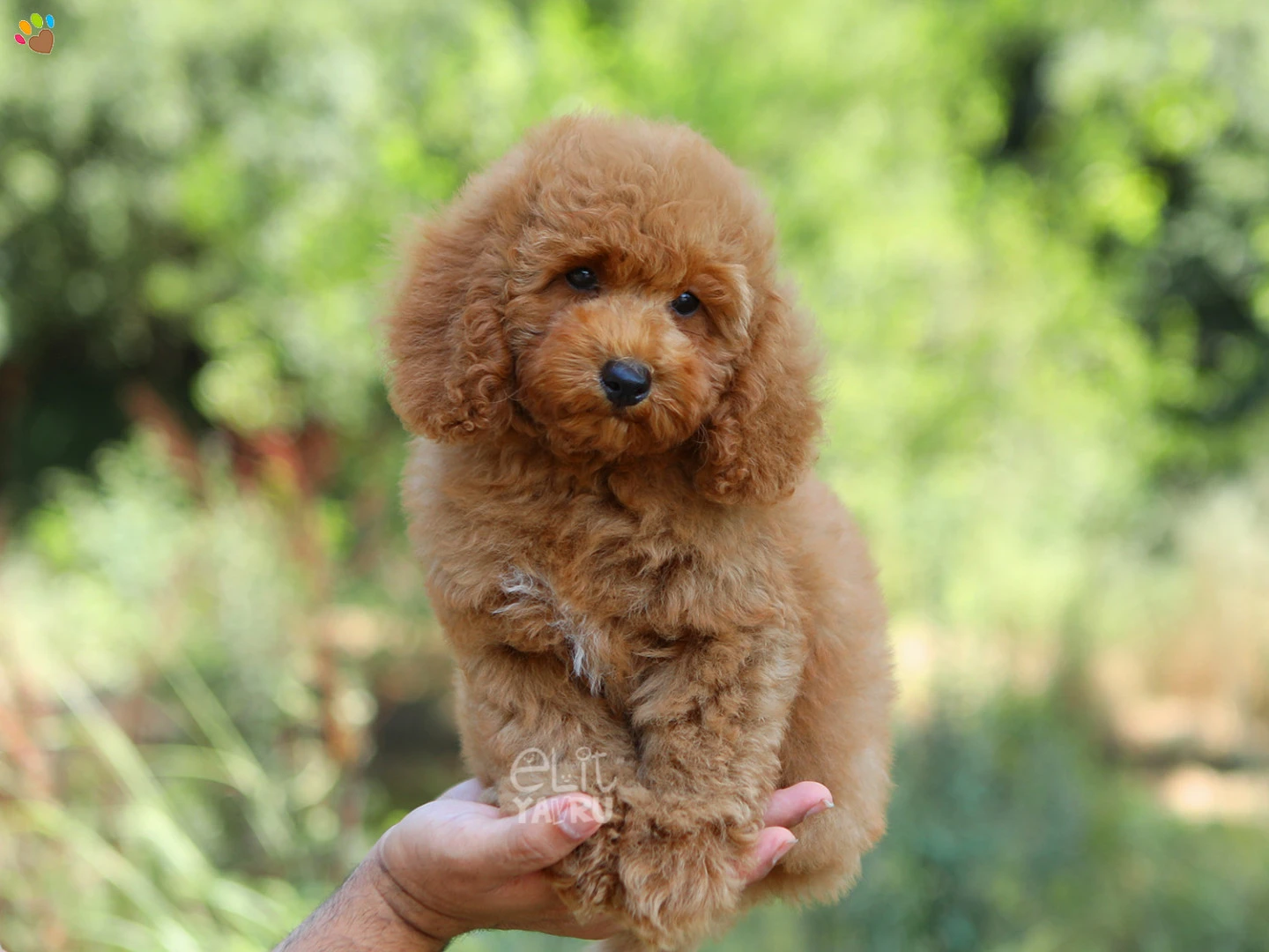 Poodle Rico 4