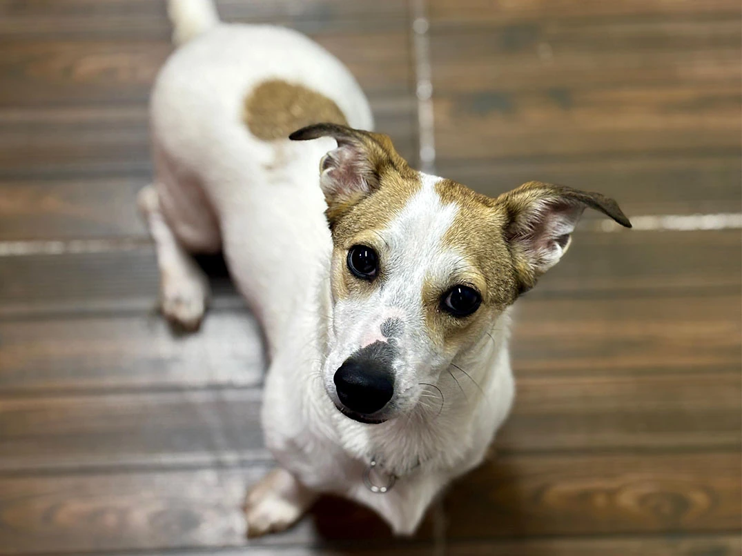 Pansiyonerlerimizden Jack Russel Sütlaç