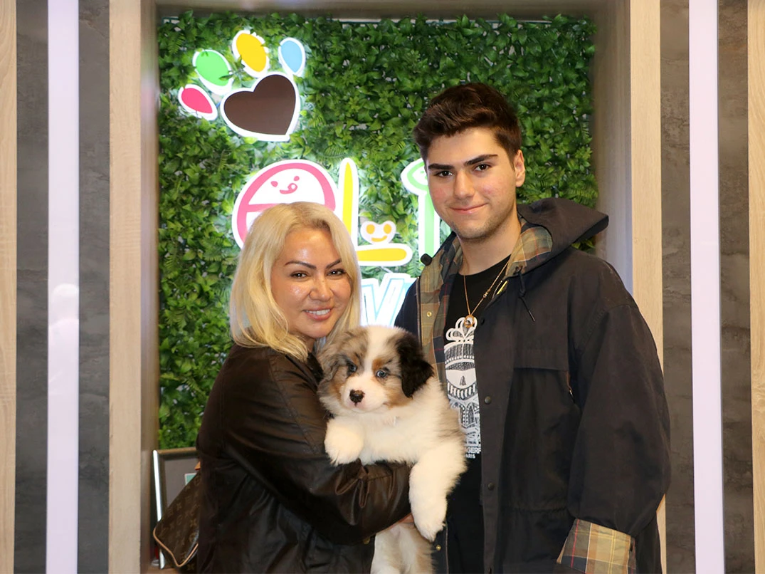 Sevgili Ayça Hanım ve ailesi Blue Merle rengindeki Australian Shepherd yavrularına kavuştular