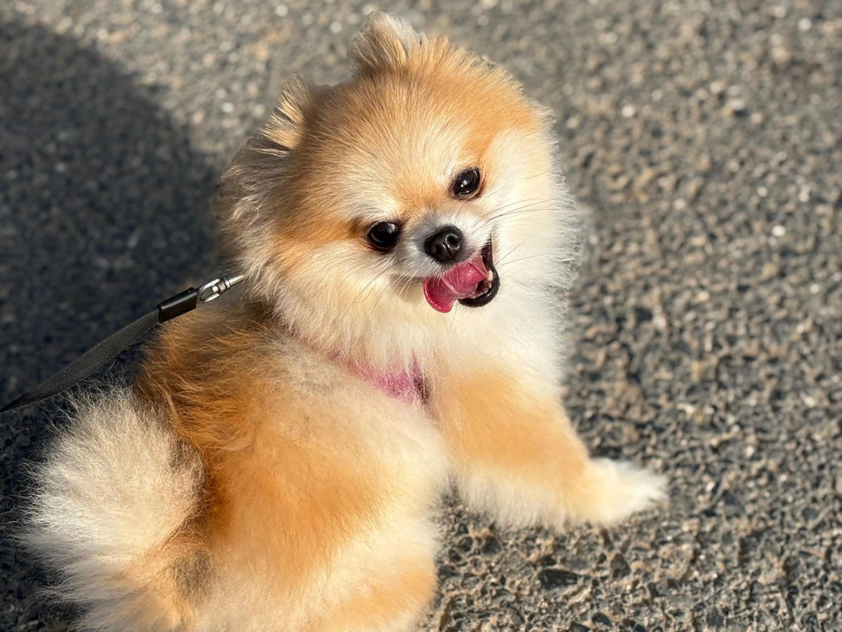 Puffy Tatilde
