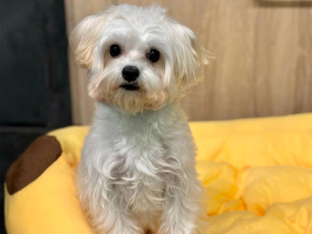 Pansiyonerlerimizden Morkie Mocha