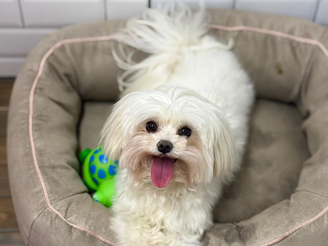 Pansiyonerlerimizden Maltese Quincy