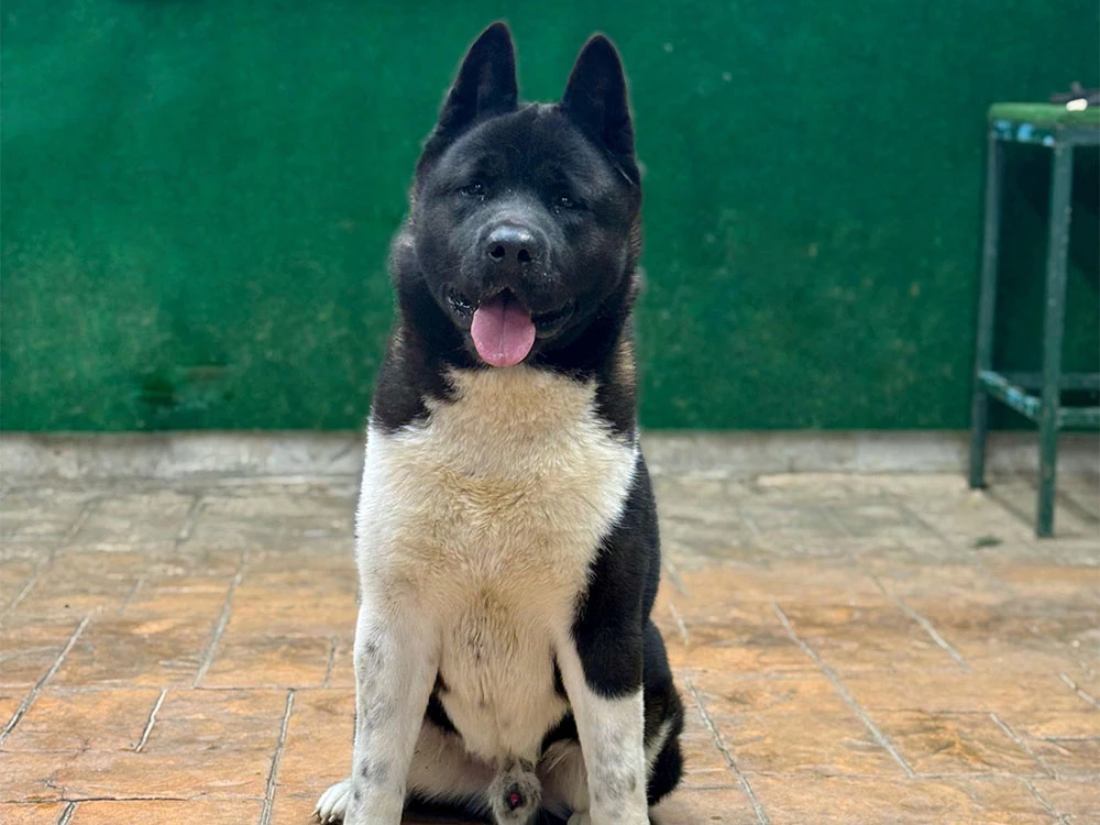 Pansiyonerlerimizden American Akita Artur