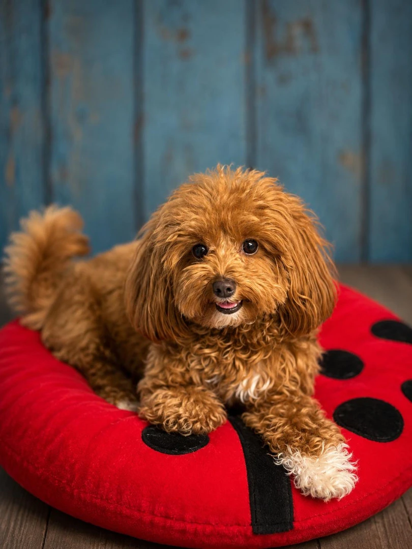 Pansiyonerlerimizden Maltipoo Mocha