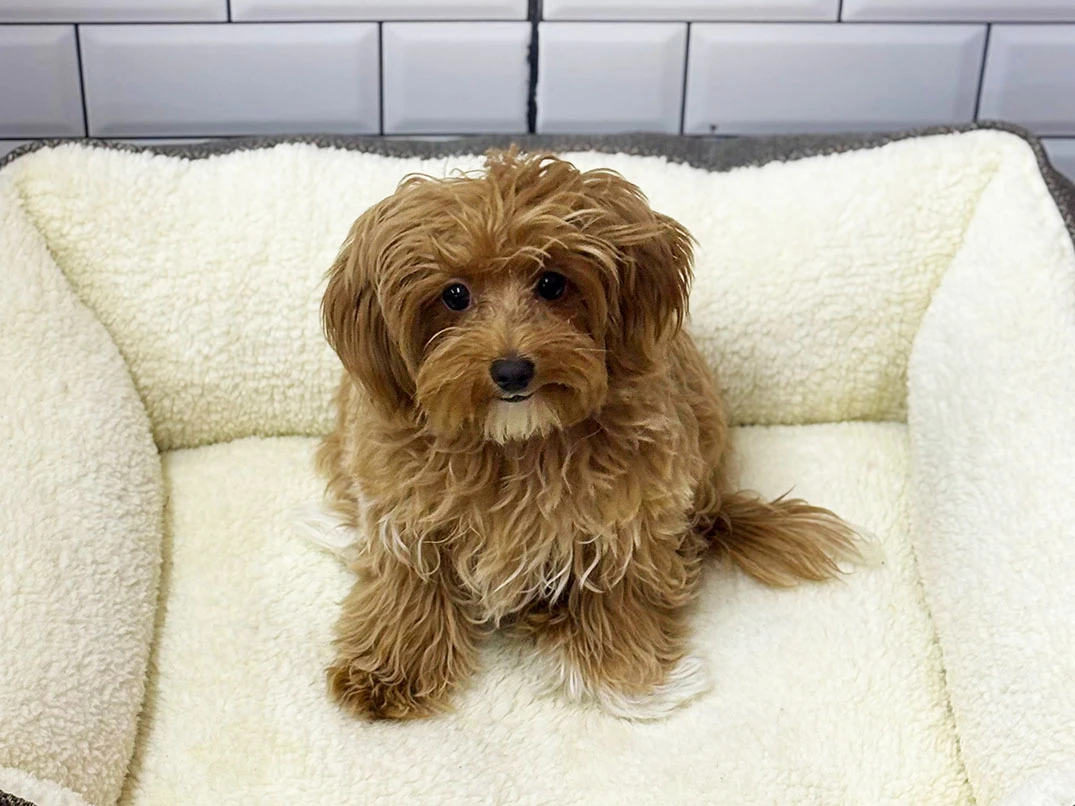 Mocha Elit Yavru Pet Otel'de